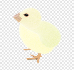 A Virtual image of cute little chicks isolated on a transparency background, realistic drawing vector illustration