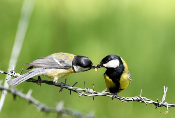 Meisenkind bei der Fütterung auf einem Draht sitzend