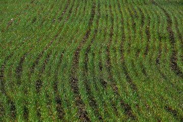 Campi seminati - grano