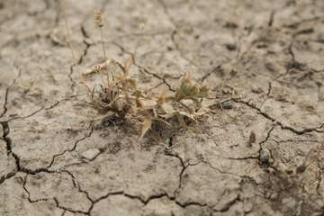 dried up plant on dry cracked earth