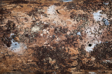 Brown bark texture