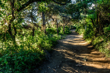 Dirt woodland road, Guatemala, Central America