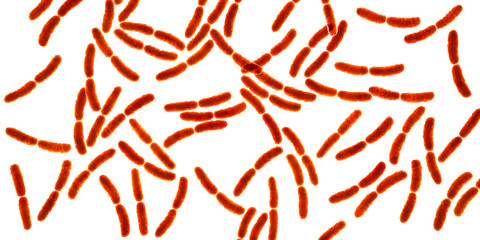 Bacteria Lactobacillus, 3D illustration. Normal flora of small intestine, lactic acid bacteria. Probiotic bacterium