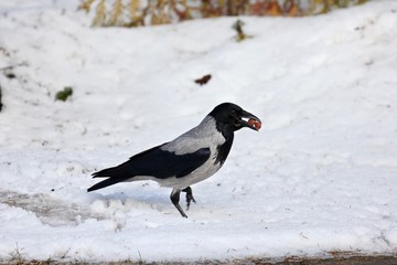 the crow holds a nut