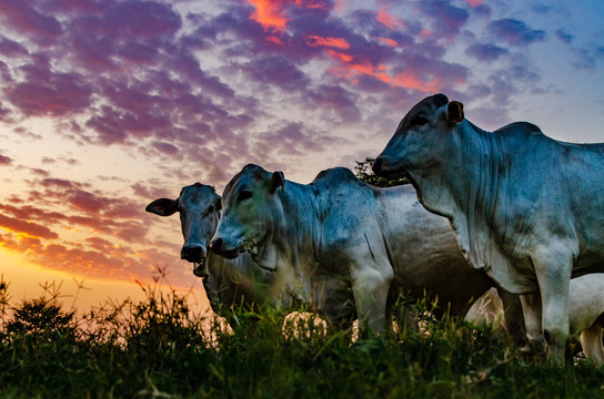 Cows in field