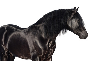 Portrait of black Pura Spanish horse.