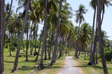 road in the palm forest