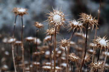 group of dried out globe thistle