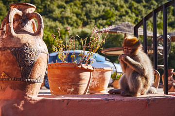 Small cute domestic monkey sitting in front of the door in Morocco Africa