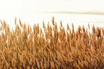 Dry reed bending over the water. Sunset on the river