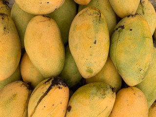 The closed up of ripe yellow mango fruit Thai fruit, sweet and fragrant as natural background