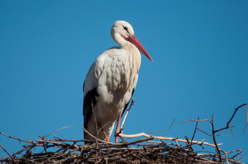 portrait of stork standing in nest on the roof