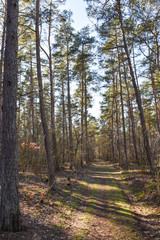 Walkway through a bright forest