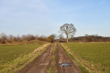 Fototapeta na wymiar Dirt road through a green field