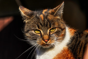 A colorful kitten face with green eyes and white beard. A detail on animal head. Wonderful cat face.