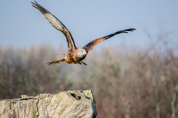 Kite - birds of prey
