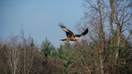 Kite - birds of prey