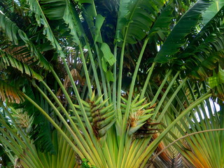 Palm leaves fan out
