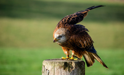 bird of prey - Portrait of the kite