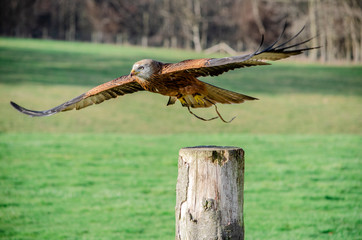 Obraz premium bird of prey - Portrait of the kite