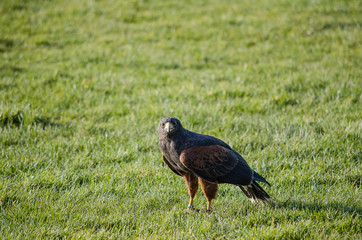 Kite - birds of prey