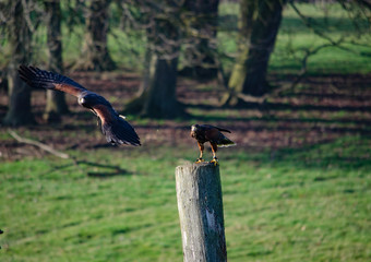 Kite - birds of prey