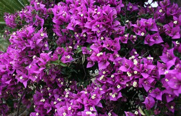 Begonville, Bougainvillea