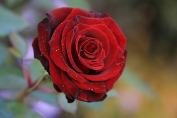 Fototapeta na wymiar burgundy rose in the garden