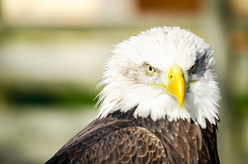 portrait of an american bald eagle