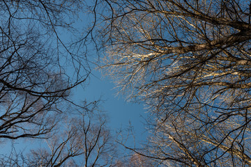 la cime des arbres sur fond de ciel bleu