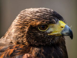 portrait of an eagle - birds of prey