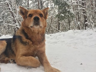 dog in winter in nature, Christmas mood