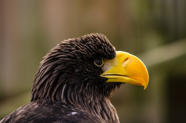 Steller's sea eagle - birds of prey
