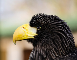 Steller's sea eagle - birds of prey