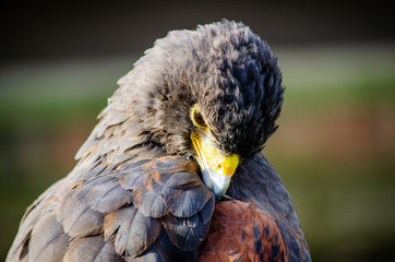portrait of an eagle - birds of prey