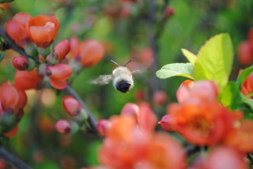 Bee in fly