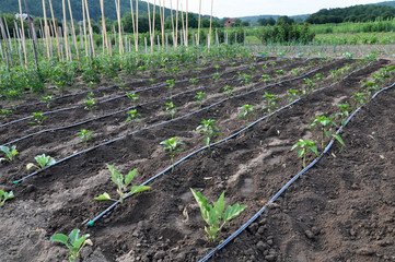 Drip irrigation system when growing vegetables in the open ground