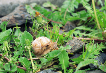 Garden snail crawling. Helix pomatia in spring garden