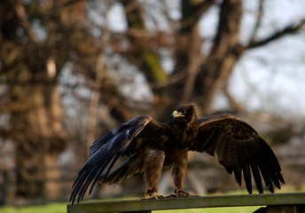 Harris hawk - birds of prey