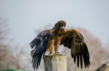 Harris hawk - birds of prey