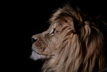 Side view head of a wild lion looking away and isolated on black background