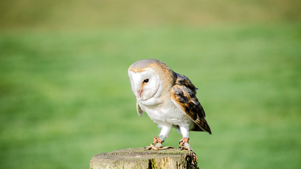 bird of prey - snow owl