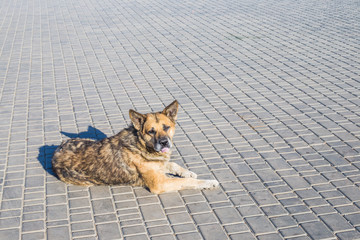 big shaggy dog lying on the pavement