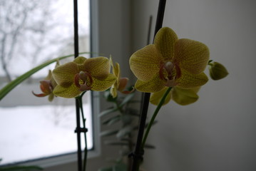 Orchid flower in garden at winter or spring day for postcard beauty and agriculture idea concept design. Vanda Orchid