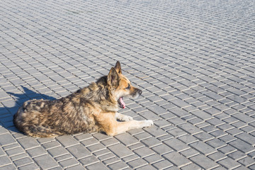 the big stray dog lies on the pavement and yawns