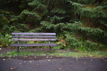 Olympic National Park, WA., U.S.A. Oct. 18, 2017. Hoh Forest autumn.  Rainy day.