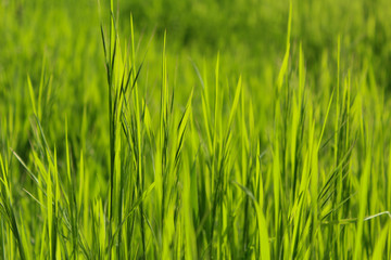 Fototapeta na wymiar Texture of fresh growing spring grass, green background