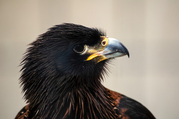 portrait of an verreaux's eagle