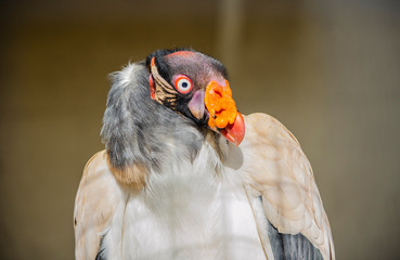 portrait of a king vulture - birds of prey