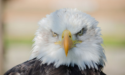 portrait of an american bald eagle